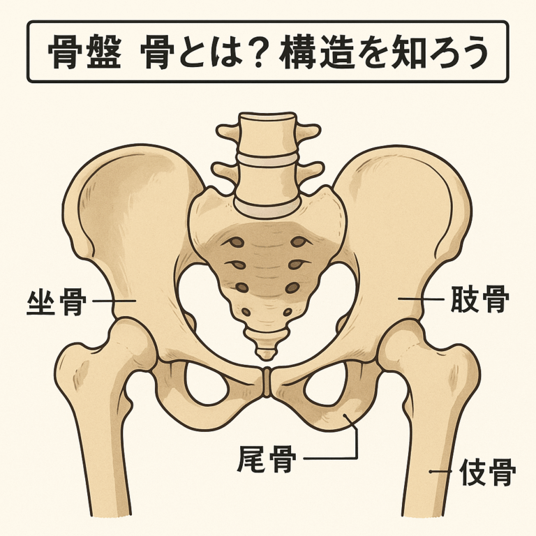 骨盤 骨が支える体の要!構造・役割・歪みの原因とセルフケア完全ガイド - 整体ライフ