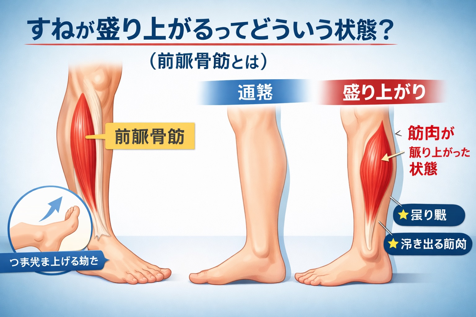 すね 筋肉 盛り上がりの原因と改善方法｜前脛骨筋を目立たせないセルフケア完全ガイド - 整体ライフ