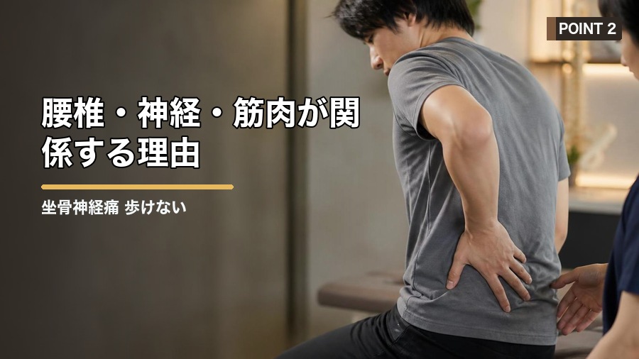 坐骨神経痛 歩けない時の原因と注意点｜無理をしない判断基準 見出し画像2